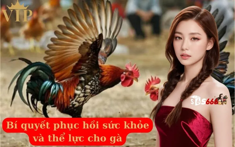 Bí quyết phục hồi sức khỏe và thể lực cho gà