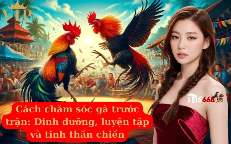 Cách chăm sóc gà trước trận Dinh dưỡng, luyện tập và tinh thần chiến
