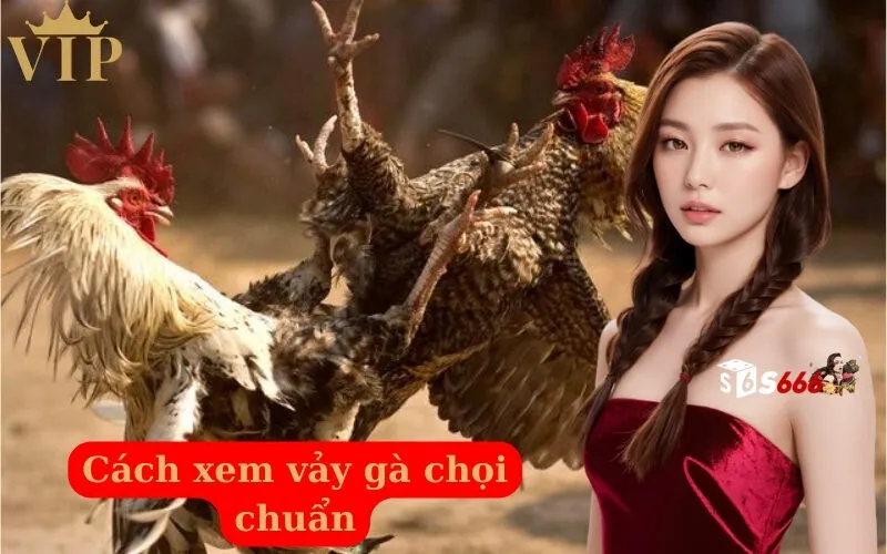 Cách xem vảy gà chọi chuẩn