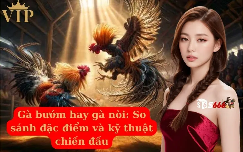Gà bướm hay gà nòi So sánh đặc điểm và kỹ thuật chiến đấu