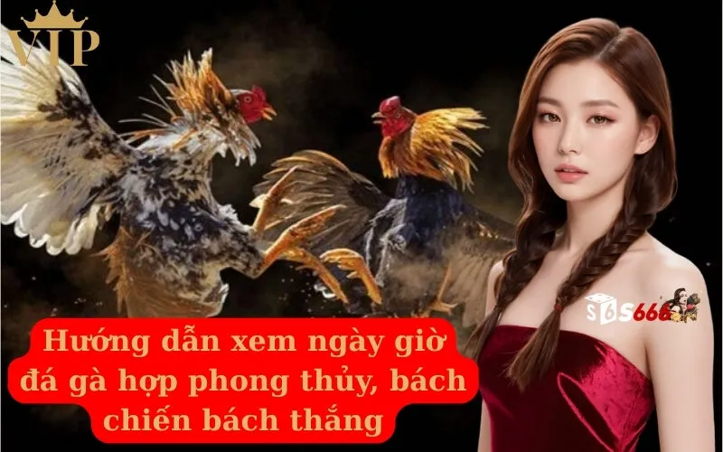 Hướng dẫn xem ngày giờ đá gà hợp phong thủy, bách chiến bách thắng